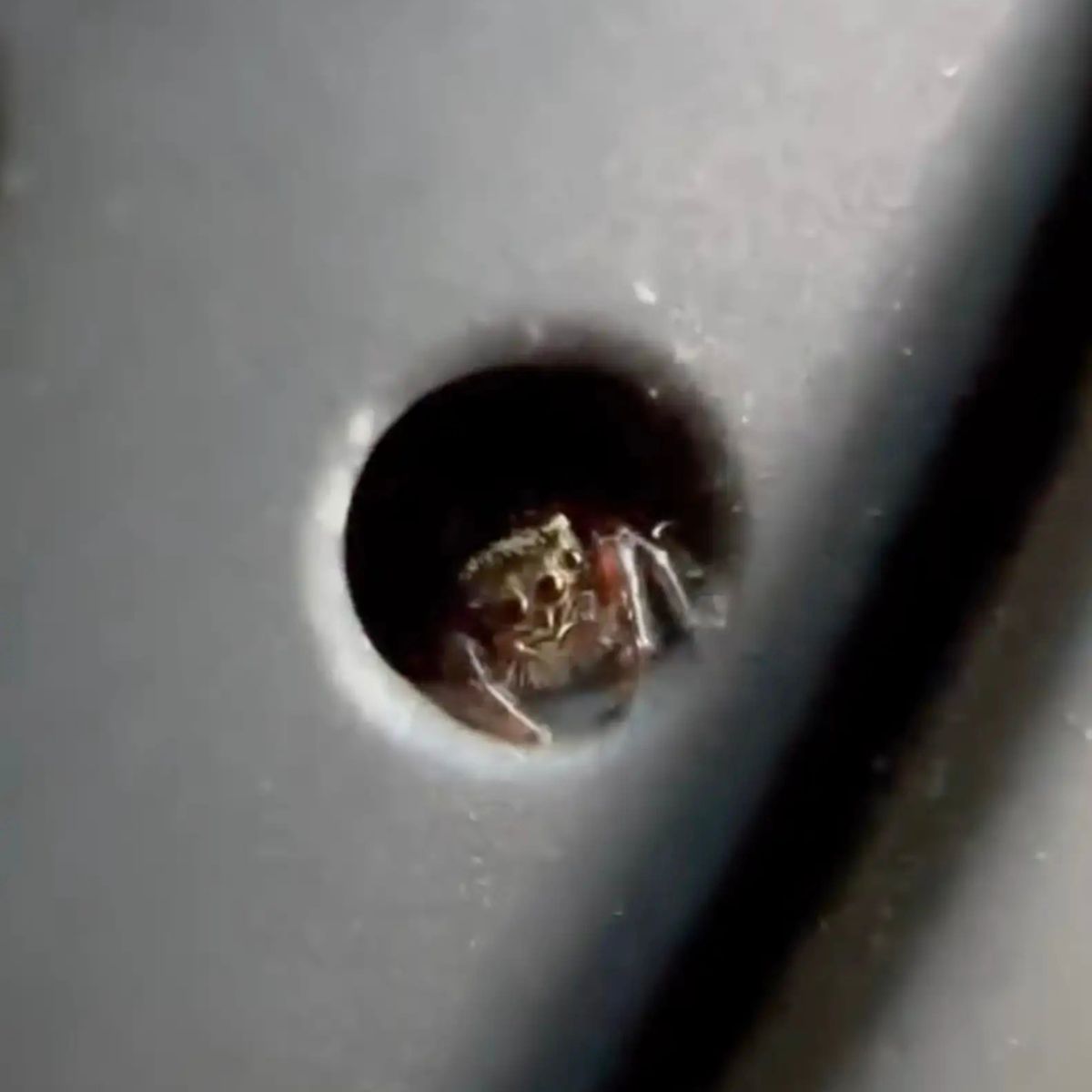 spider in a hole