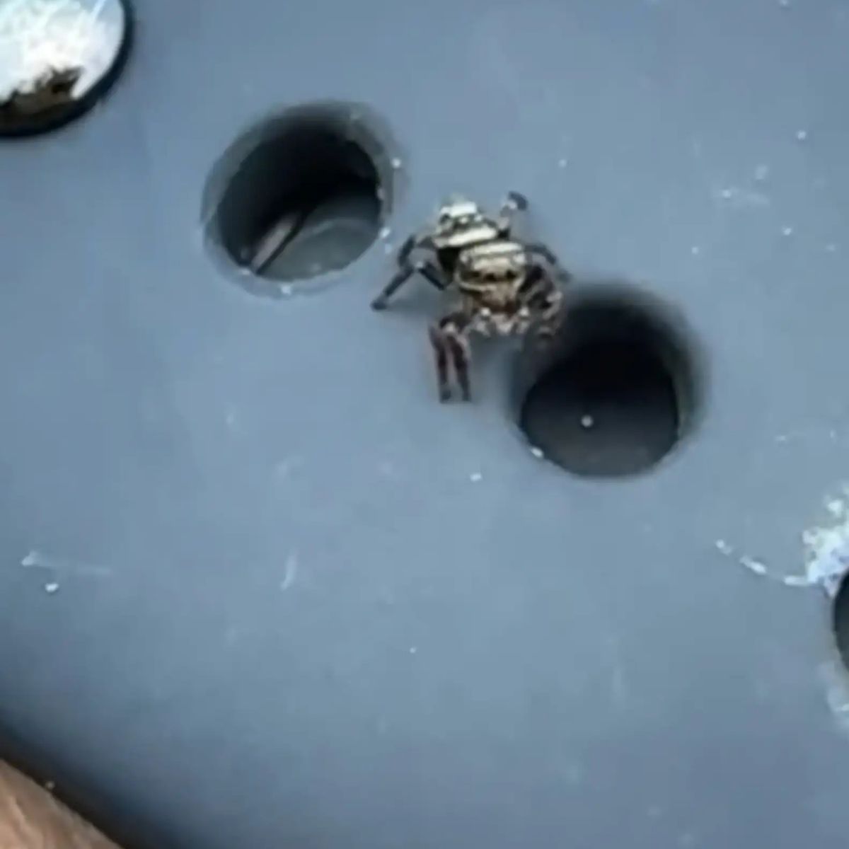 spider in a watch band