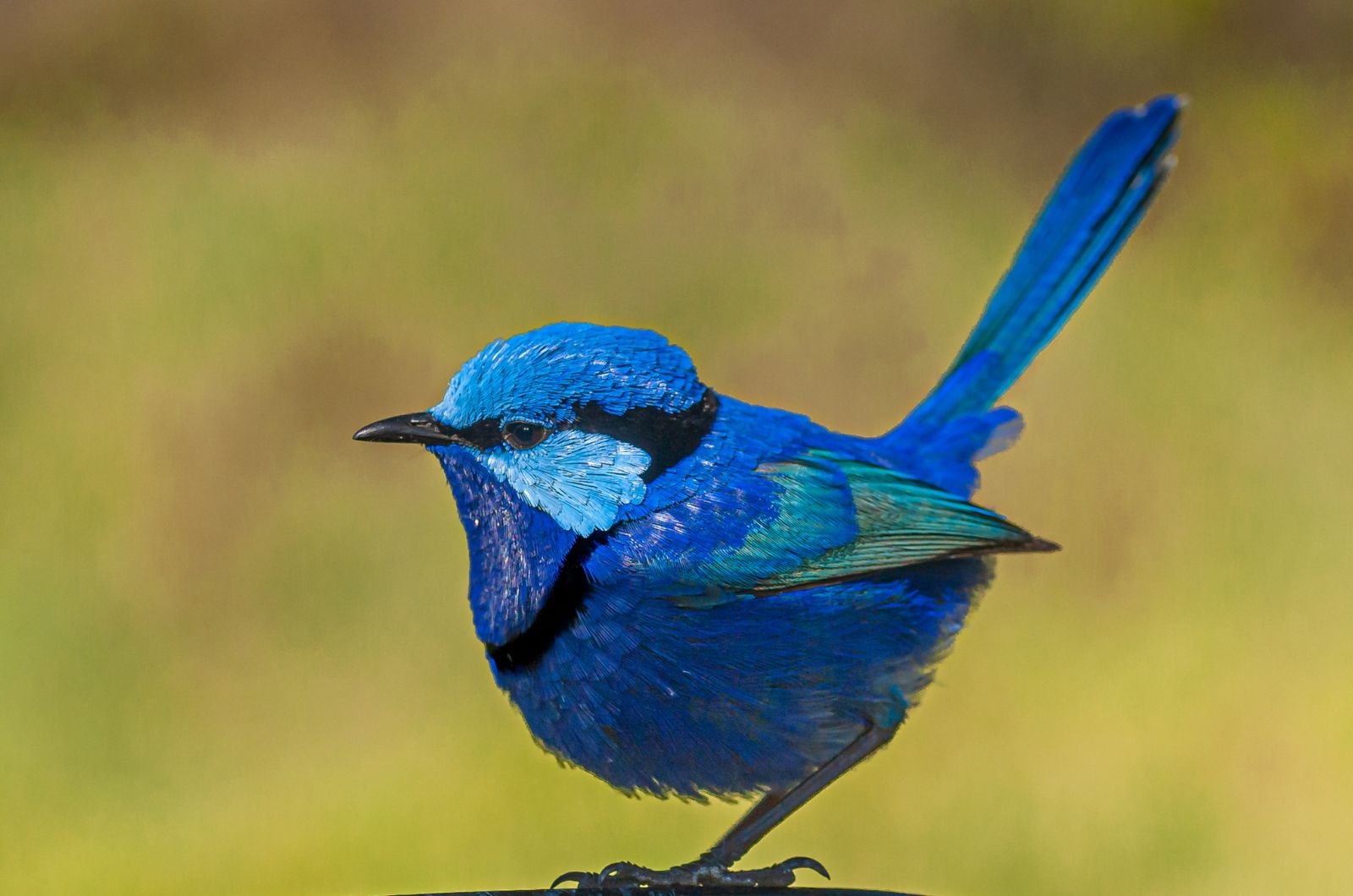 splendid wren bird