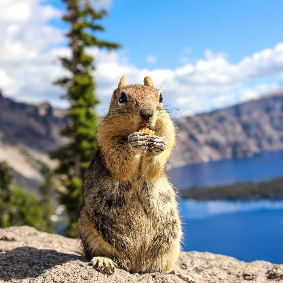 squirrel eating a nut