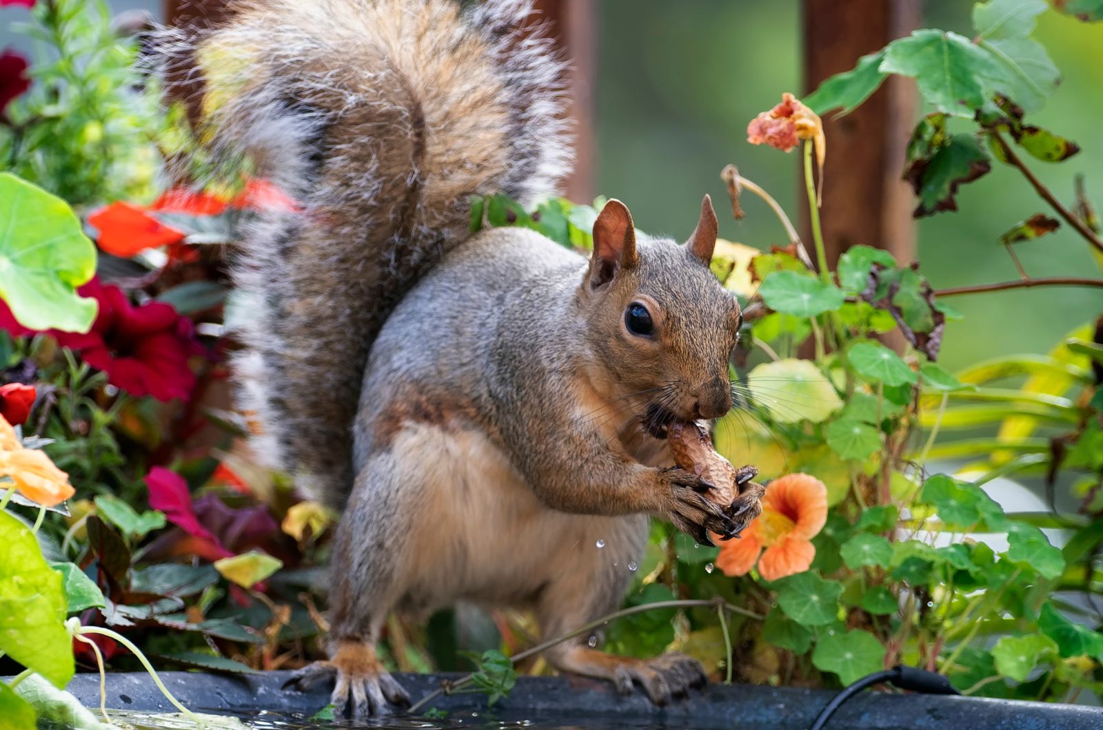 squirrel eating in garden