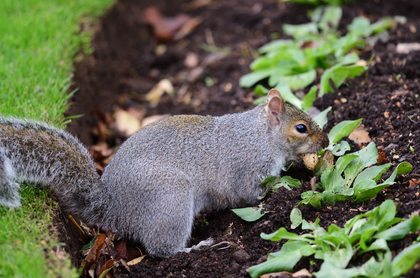 squirrel in a garden