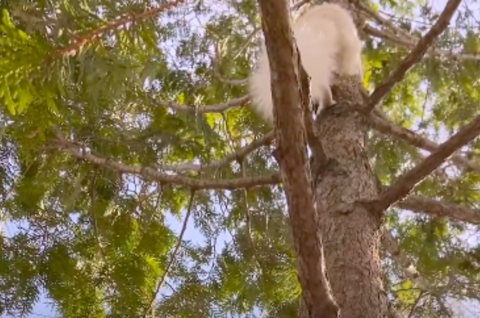 squirrel on tree