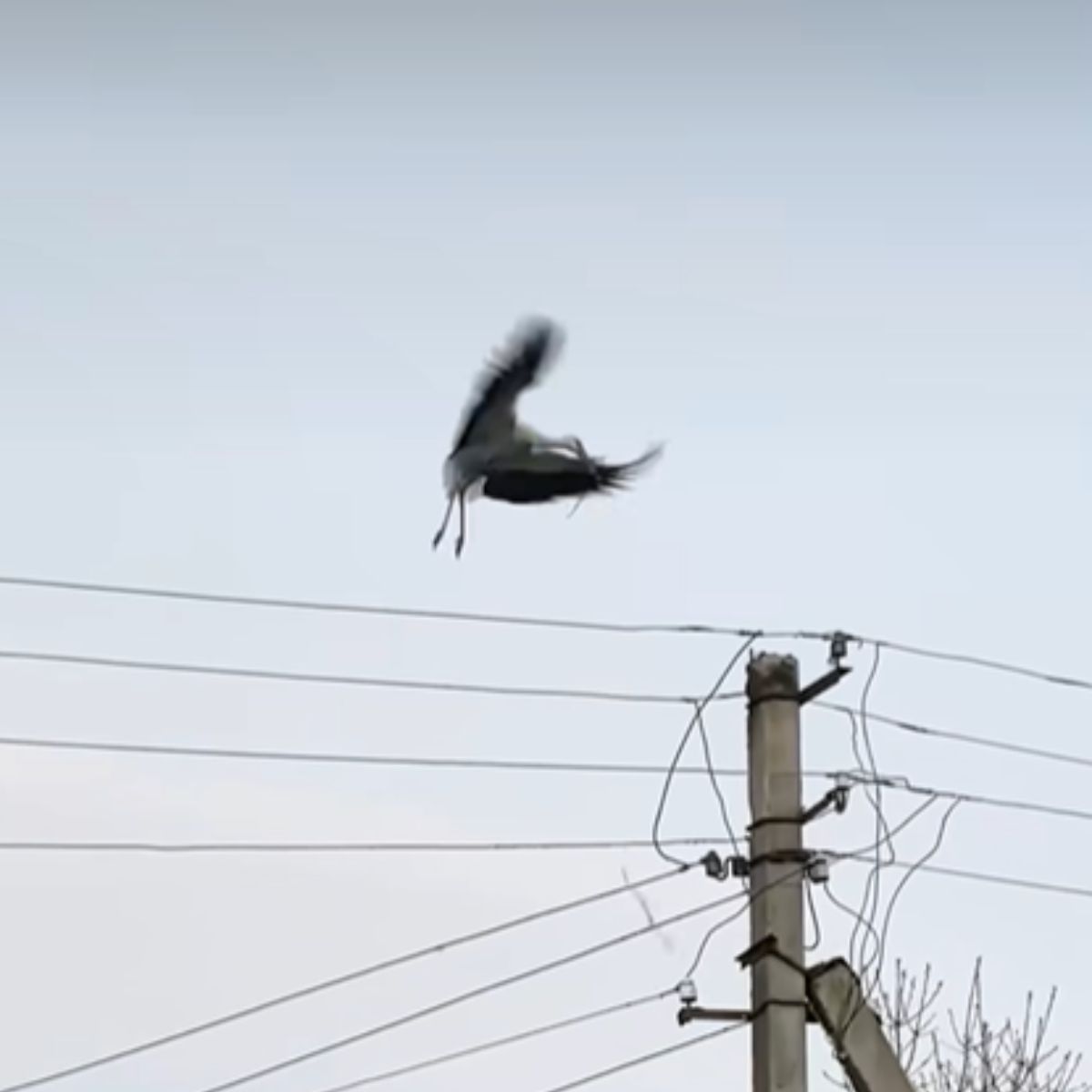 stork flying off