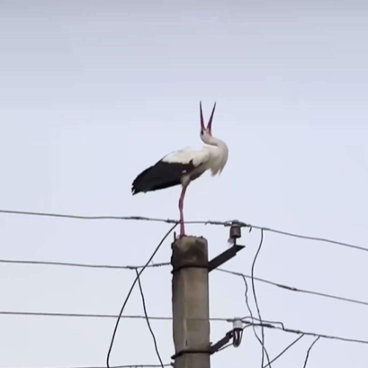 stork on a pole