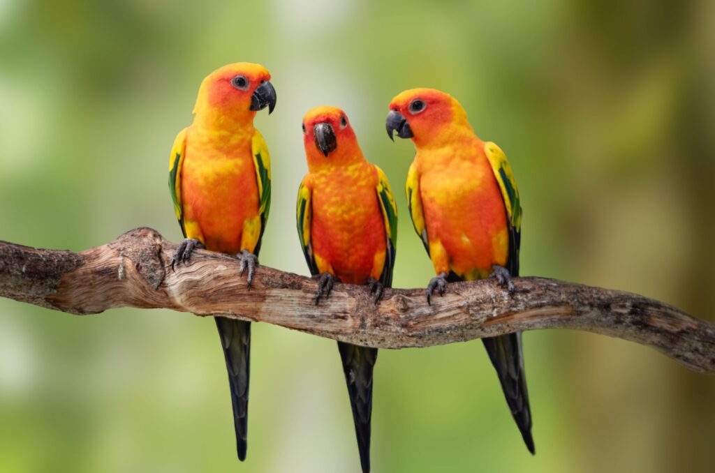 sun conures