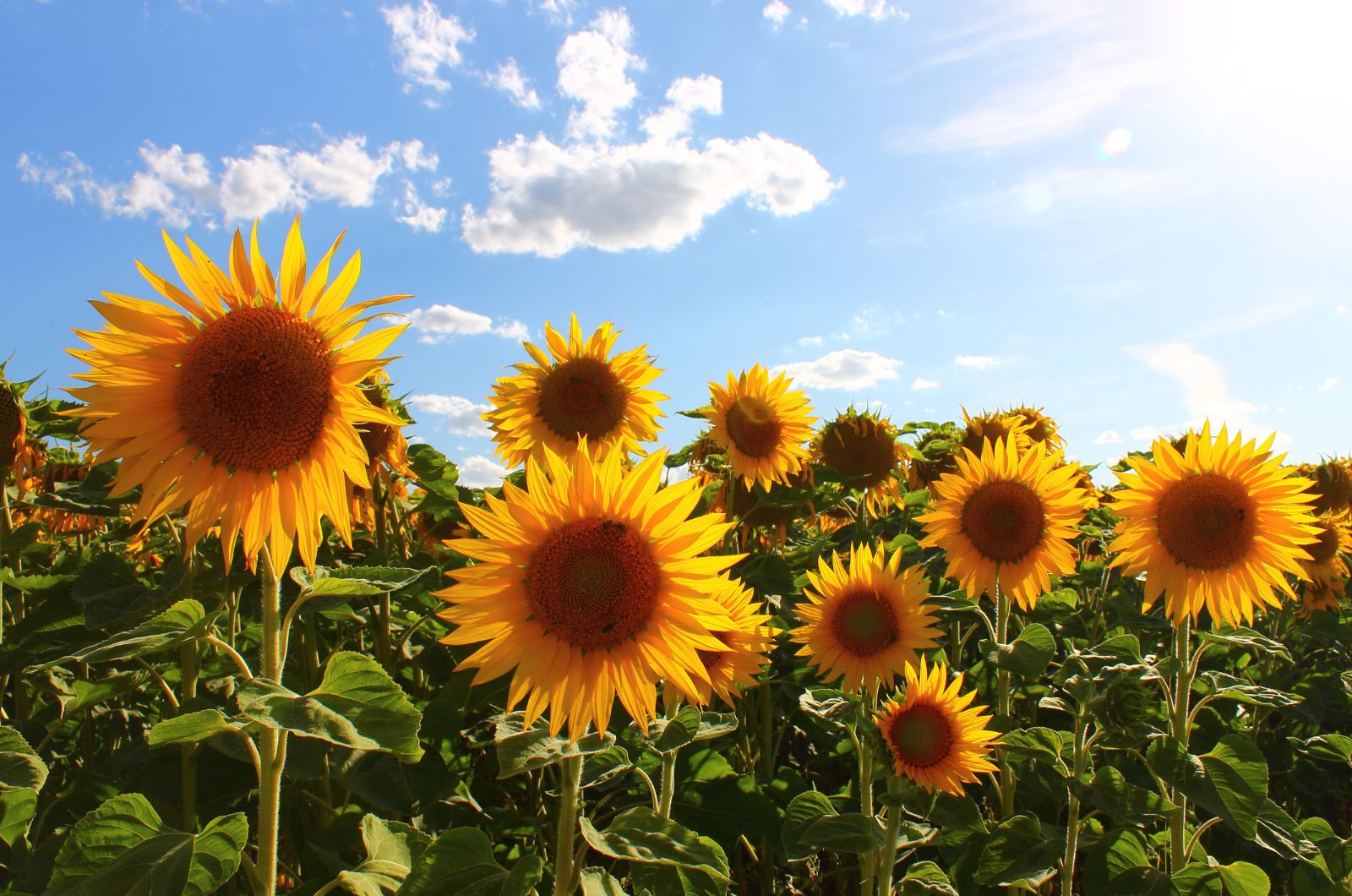 sunflower