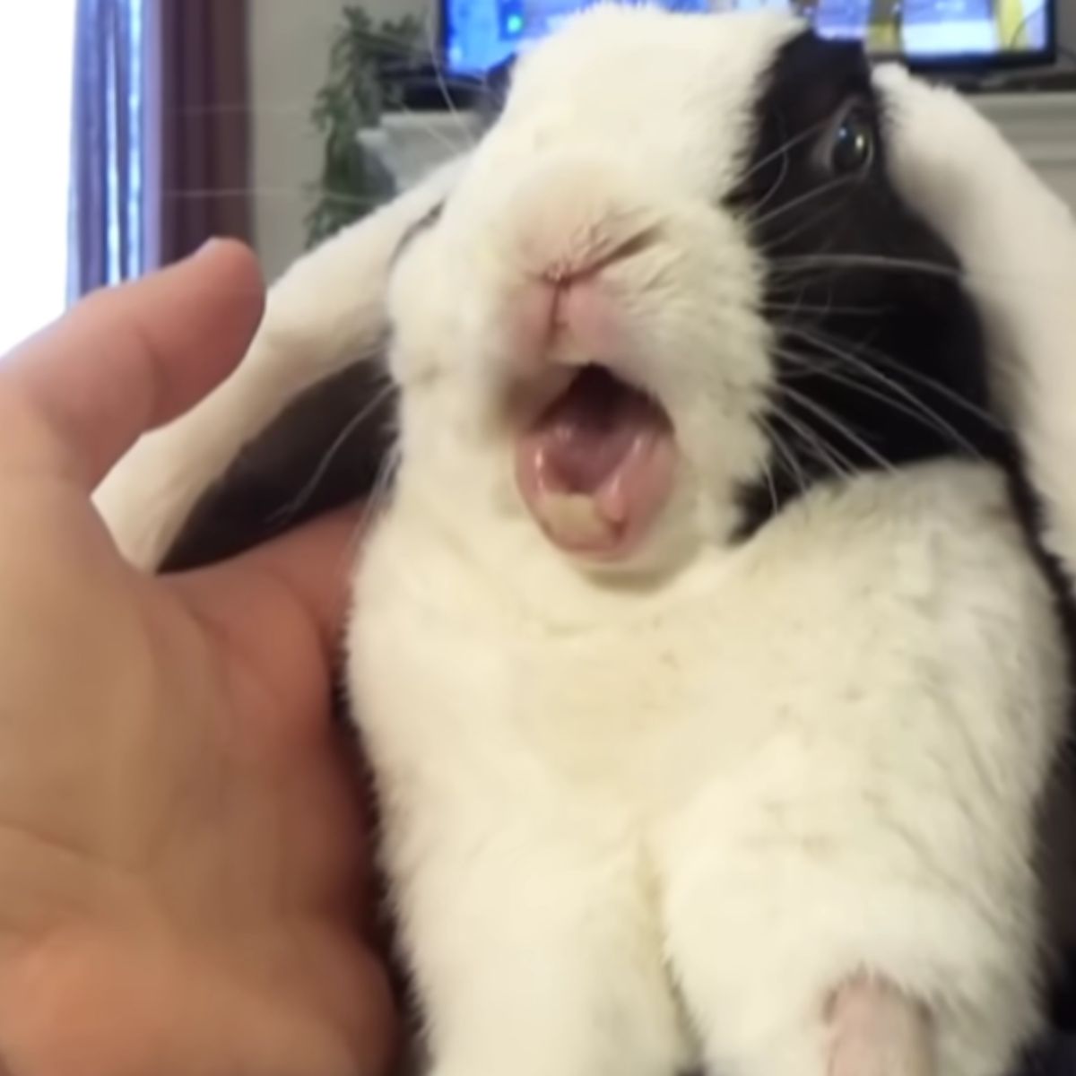 surprised rabbit