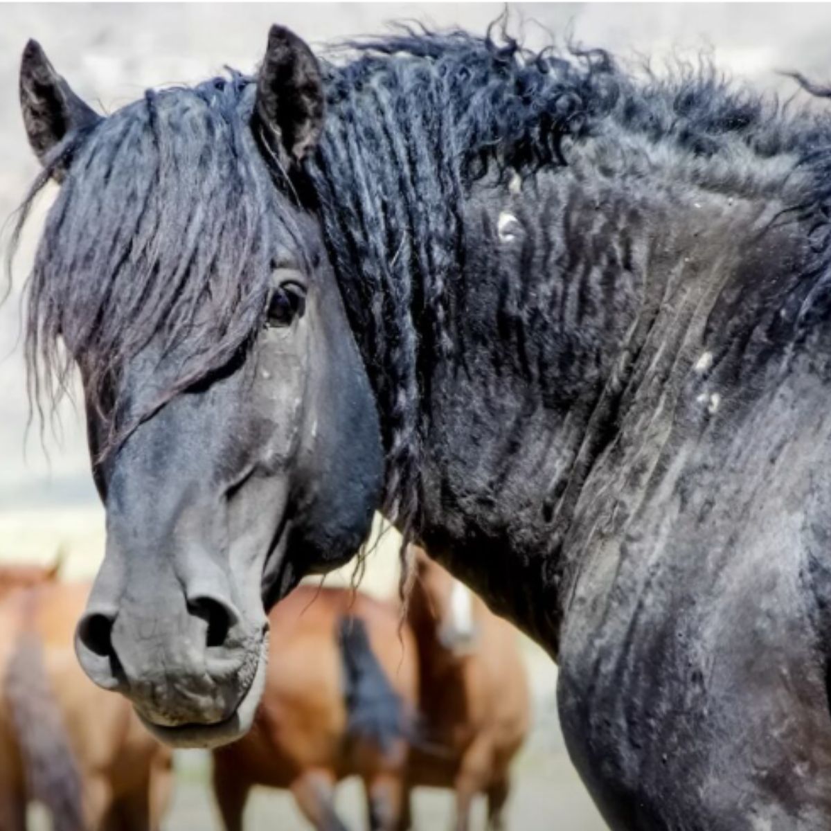 sweet black horse