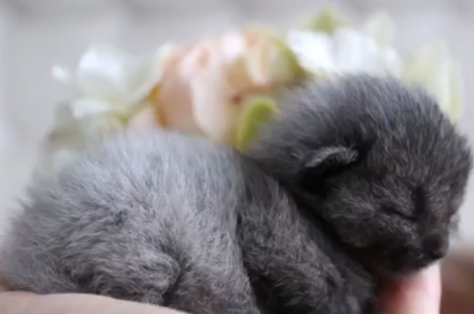 sweet gray kitten