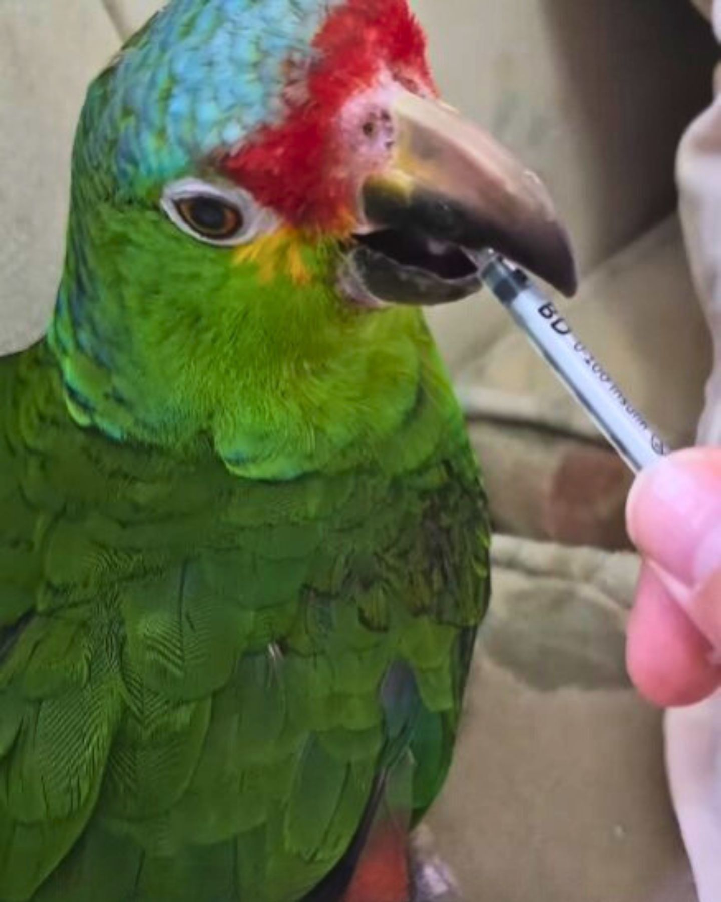 sweet parrot