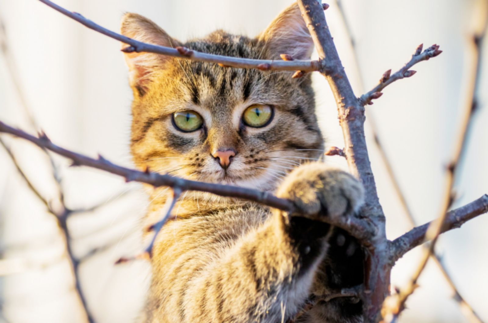 tabby cat on the tree