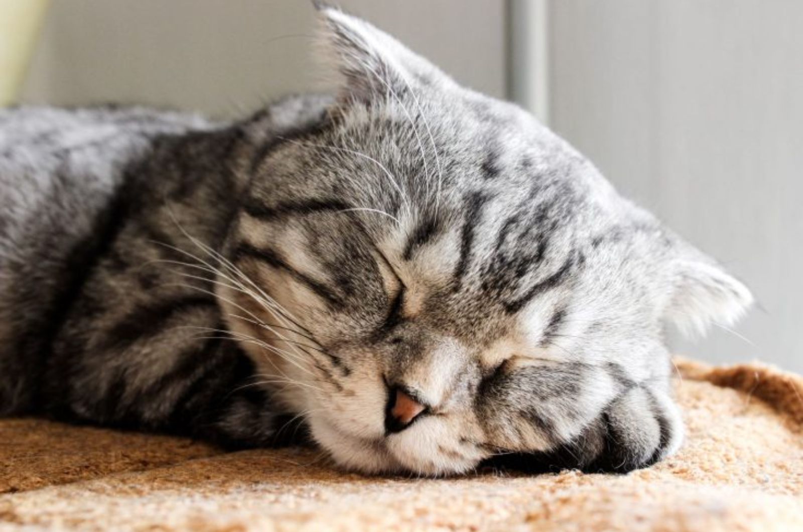 tabby cat sleeping