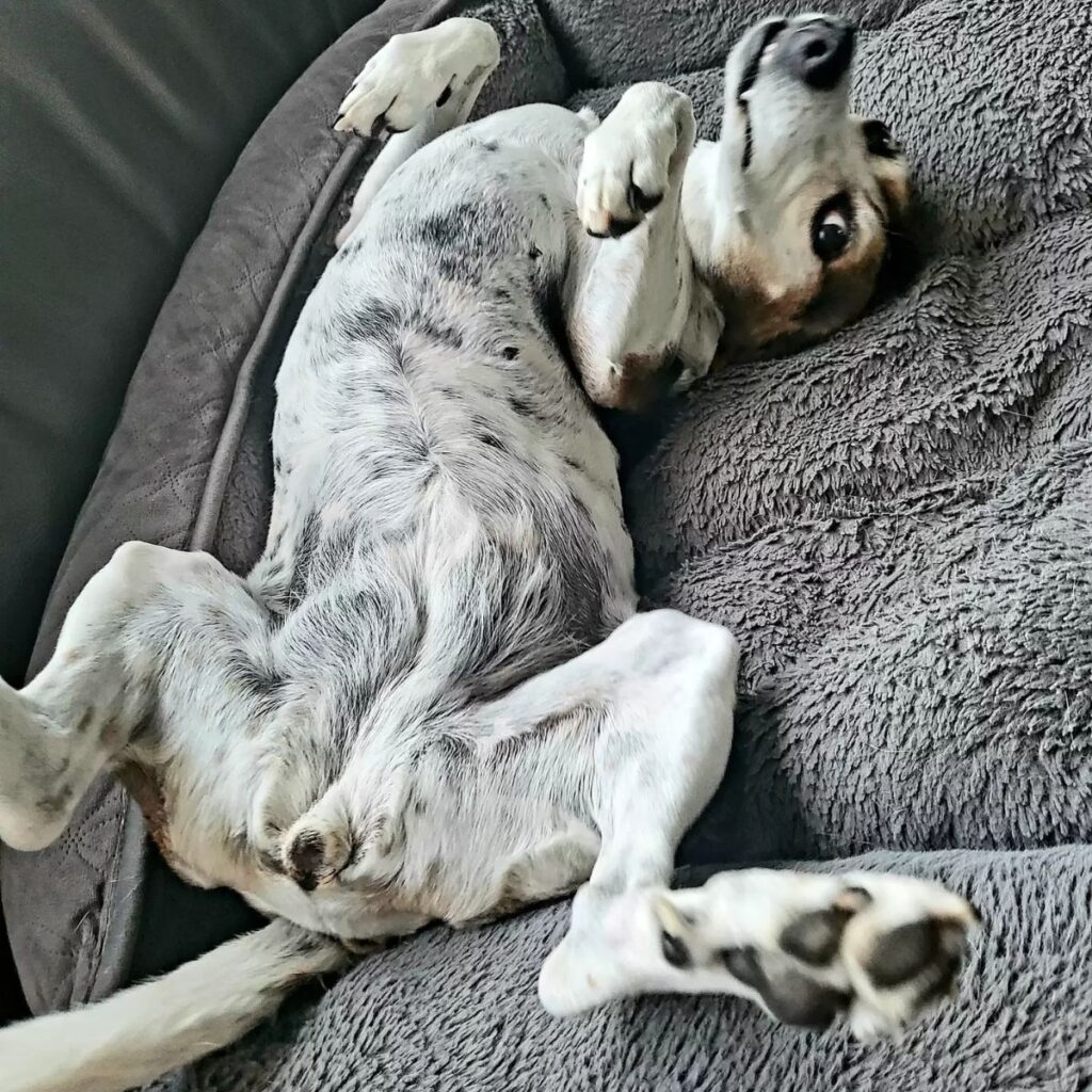 the beagle is lying on its back on a pillow