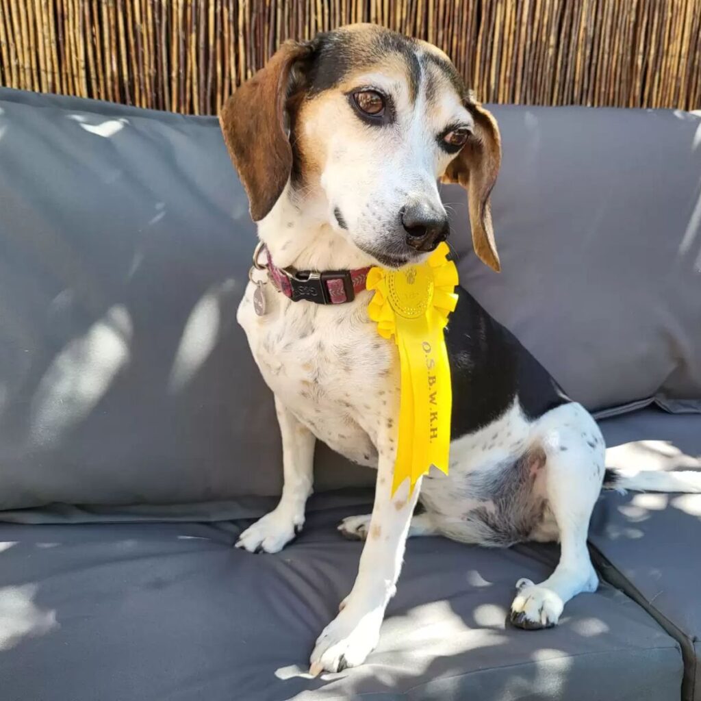 the beagle sits with a downcast look