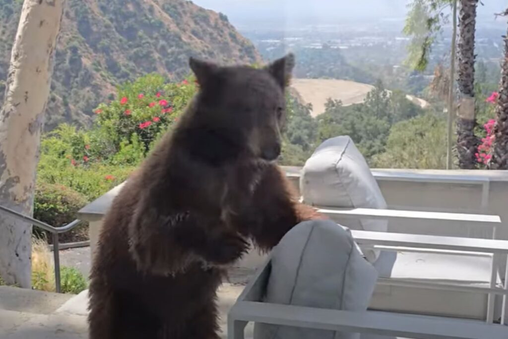 the bear climbed onto the chair with its front paws