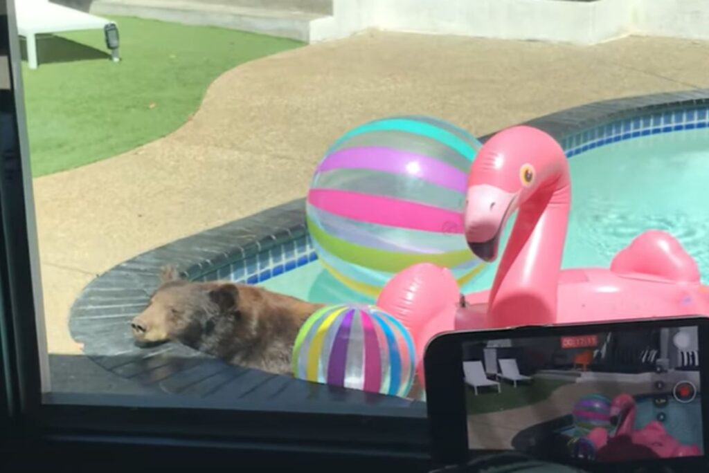 the bear in the pool enjoys the water