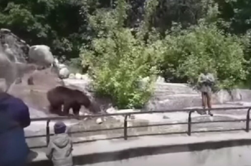 the bear is walking, others are looking at him