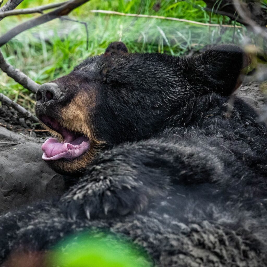 the bear lies and yawns