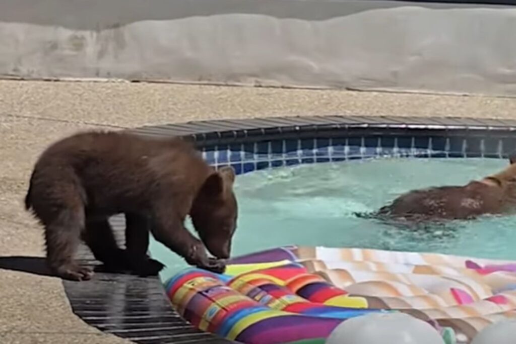 the bear tries to stand on the mattress in the pool