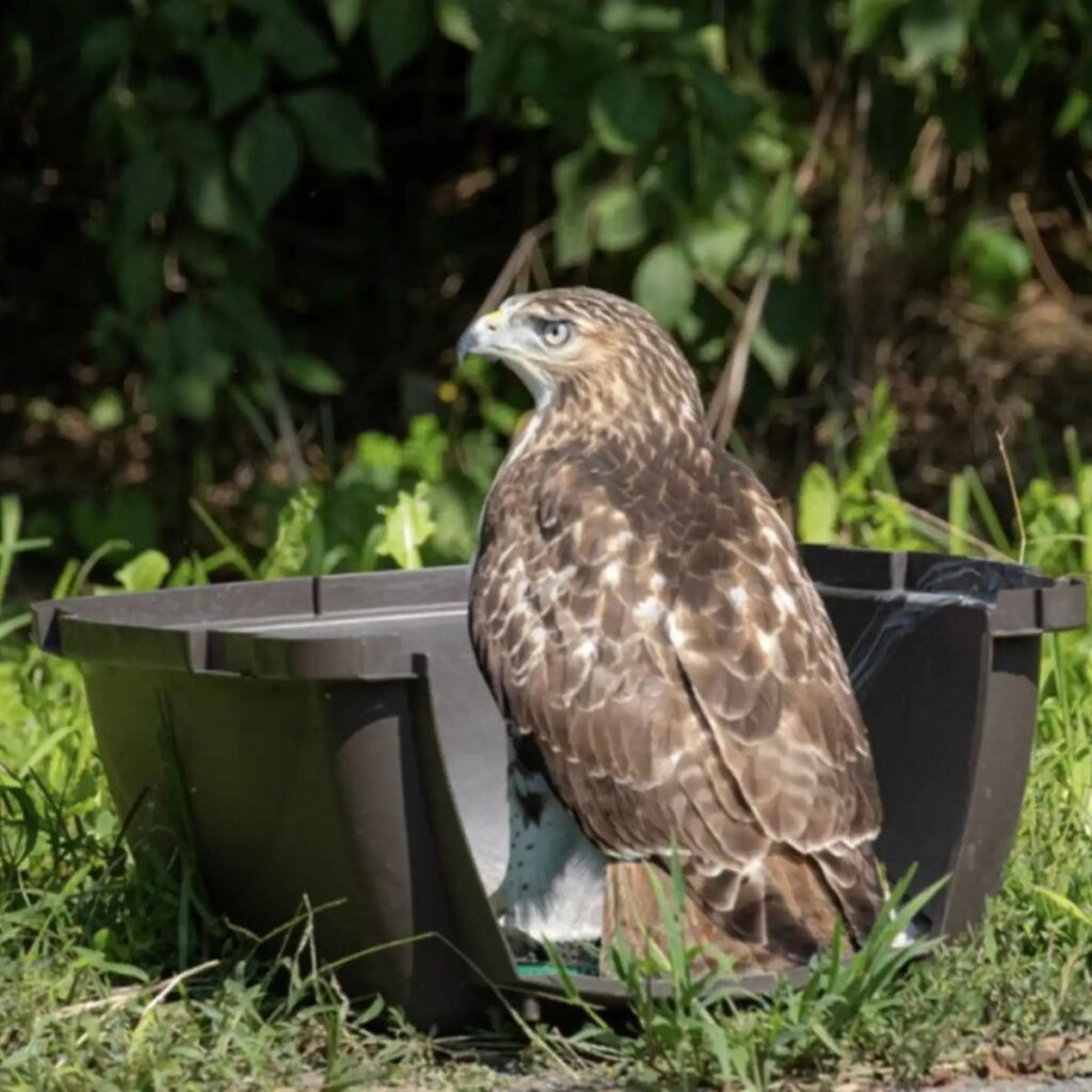 the beautiful hawk looks around