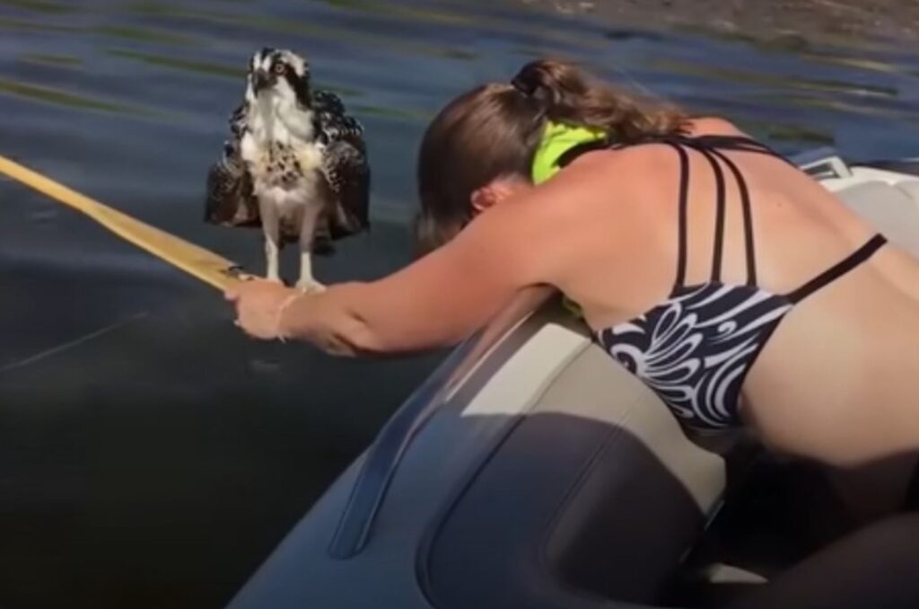 the bird landed on the oar placed by the woman