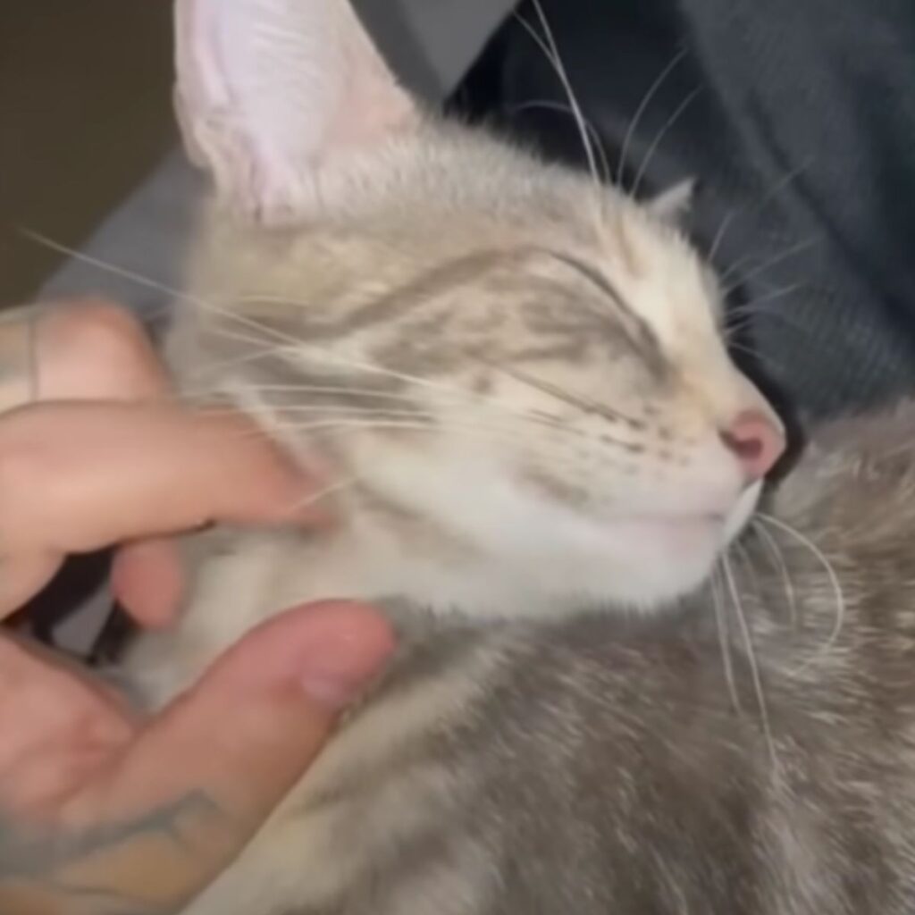 the cat enjoys stroking its neck