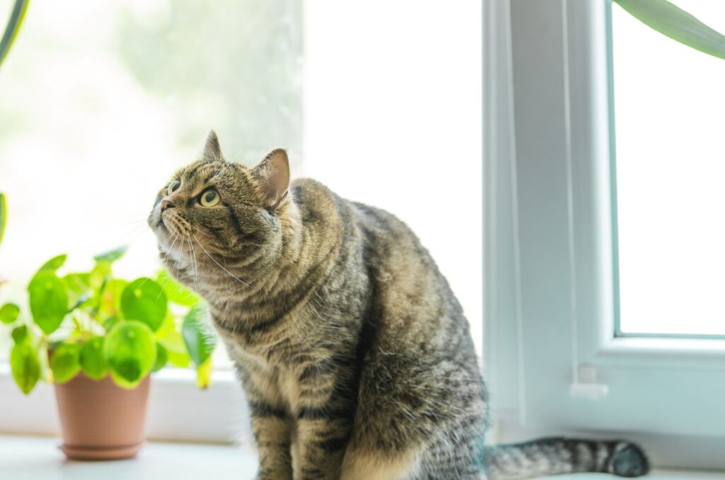 the cat sits by the window next to the Chinese Money Plant