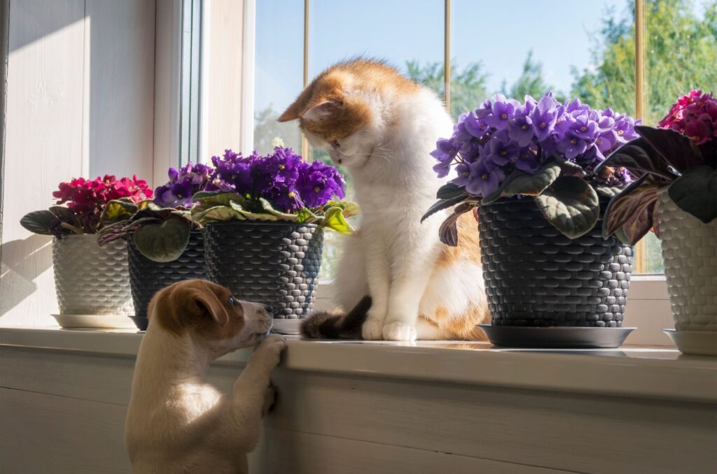 the cat sits next to African Violet