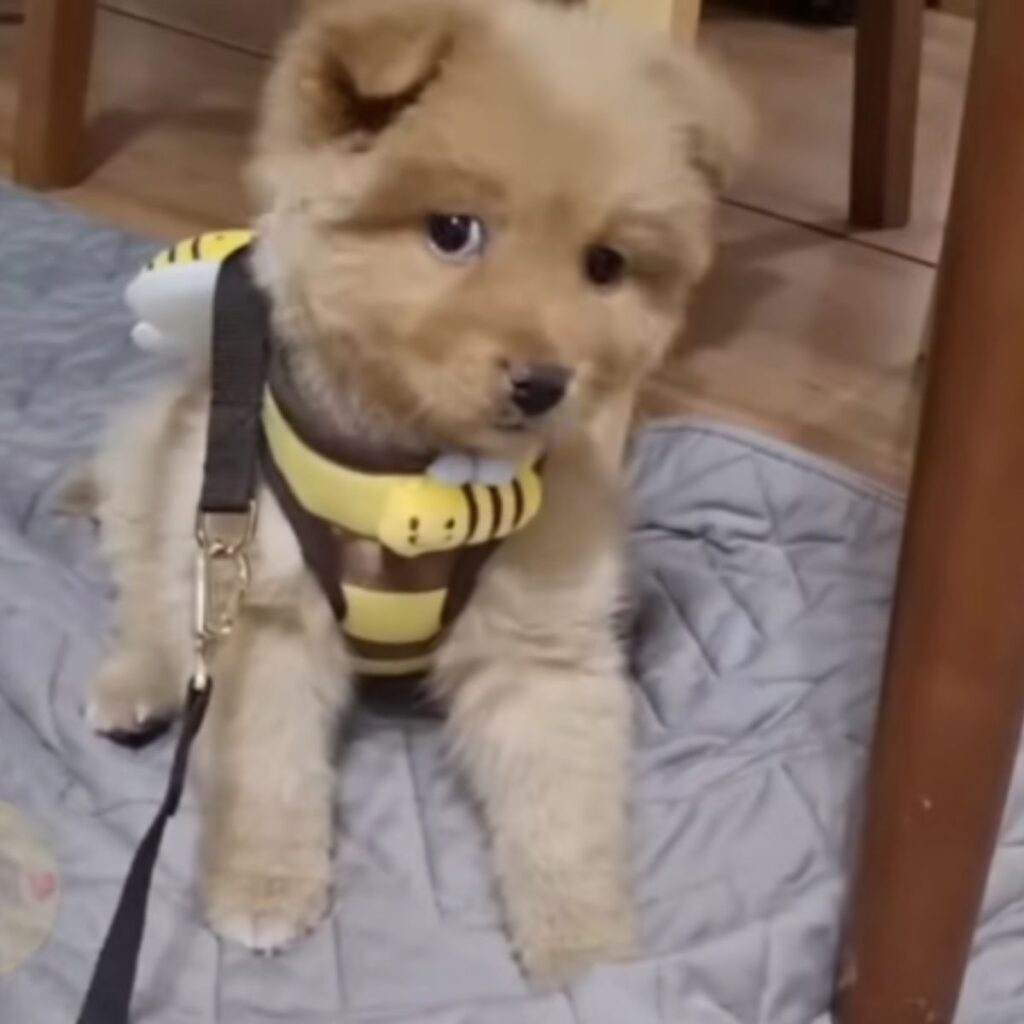 the dog is sitting on a gray rug with a leash