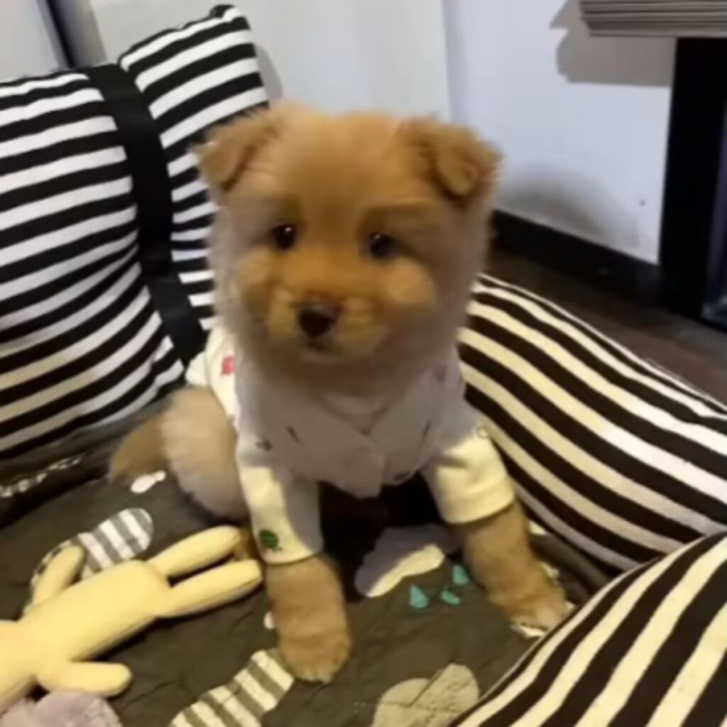 the dog is sitting on the bed next to the toys