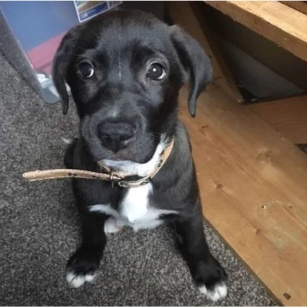 the dog is sitting on the carpet and looking at the camera