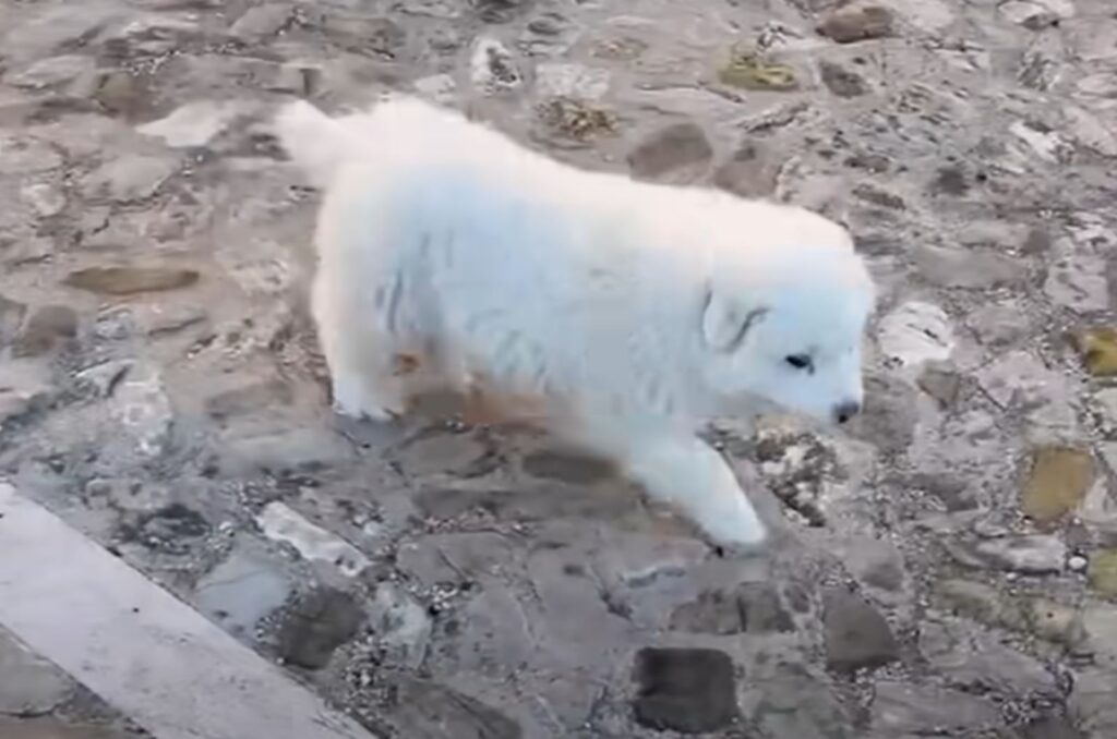 the dog is walking on the cobblestones