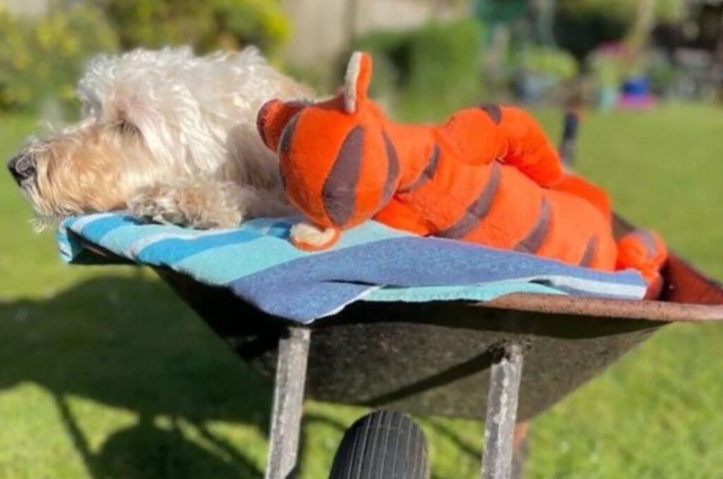 the dog lies in the cart with his toy