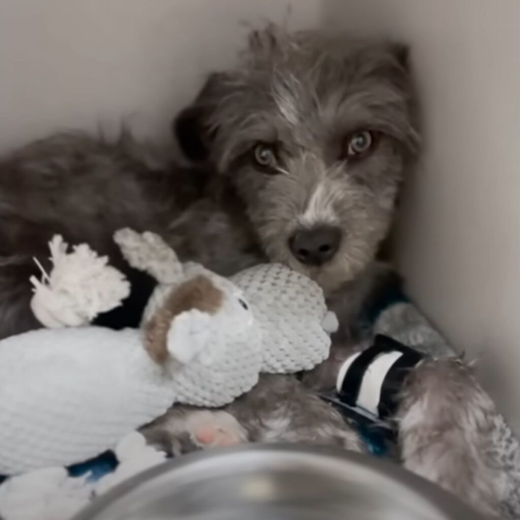 the dog lies next to the stuffed toys