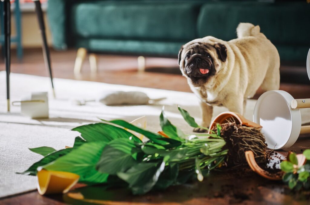 the dog overturned the flower pot