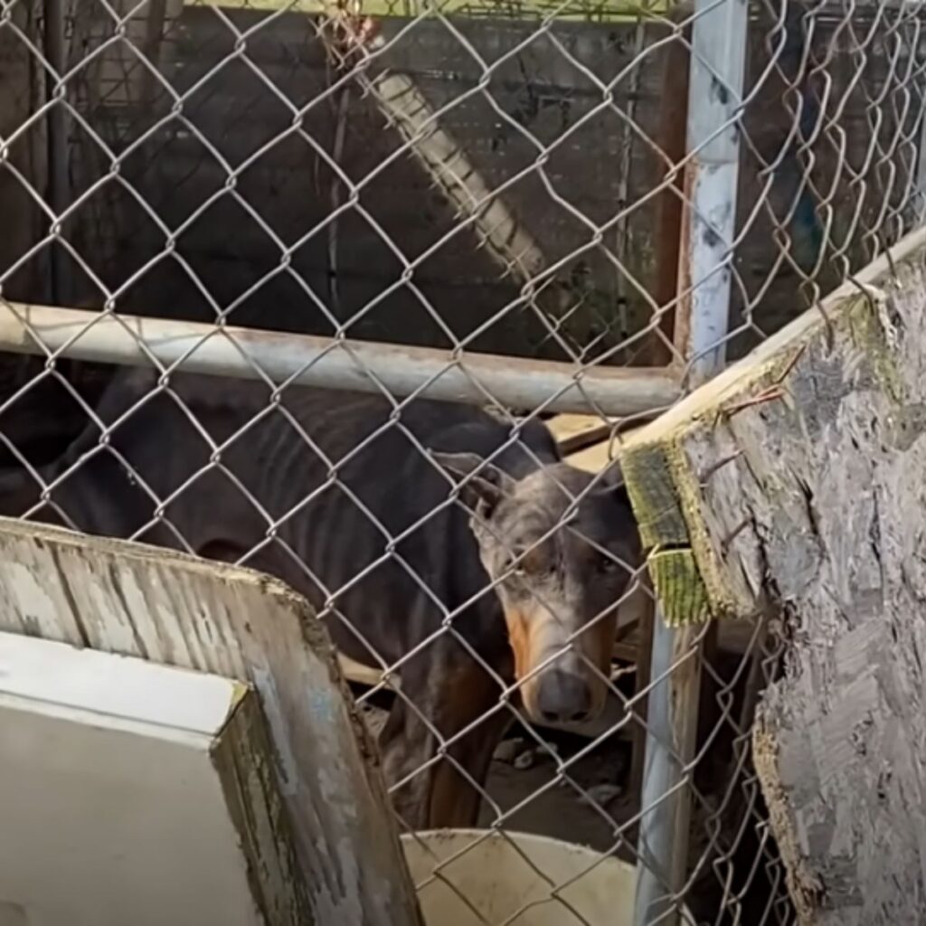 the dog peeks out of the cage