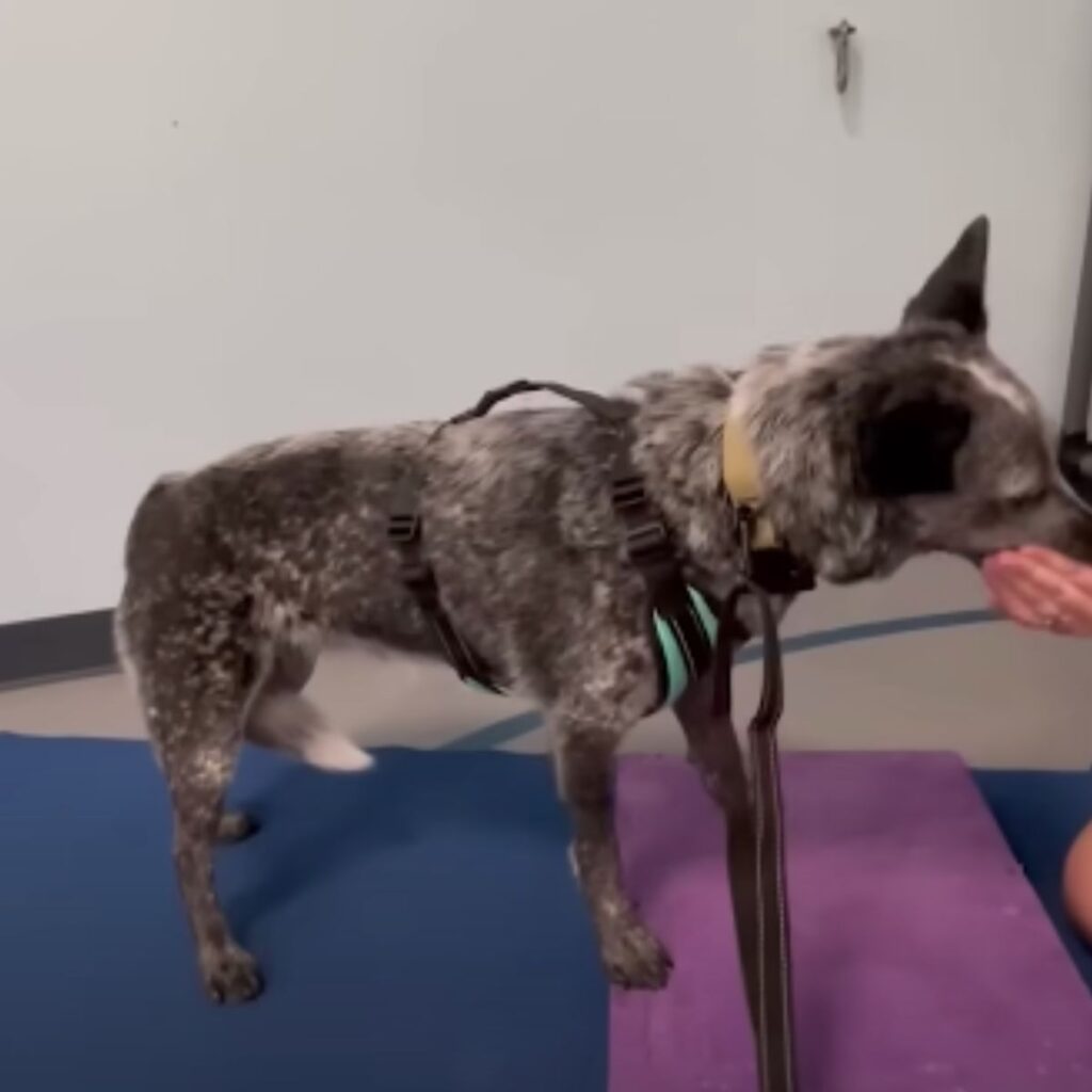 the dog sniffs the owner's hand