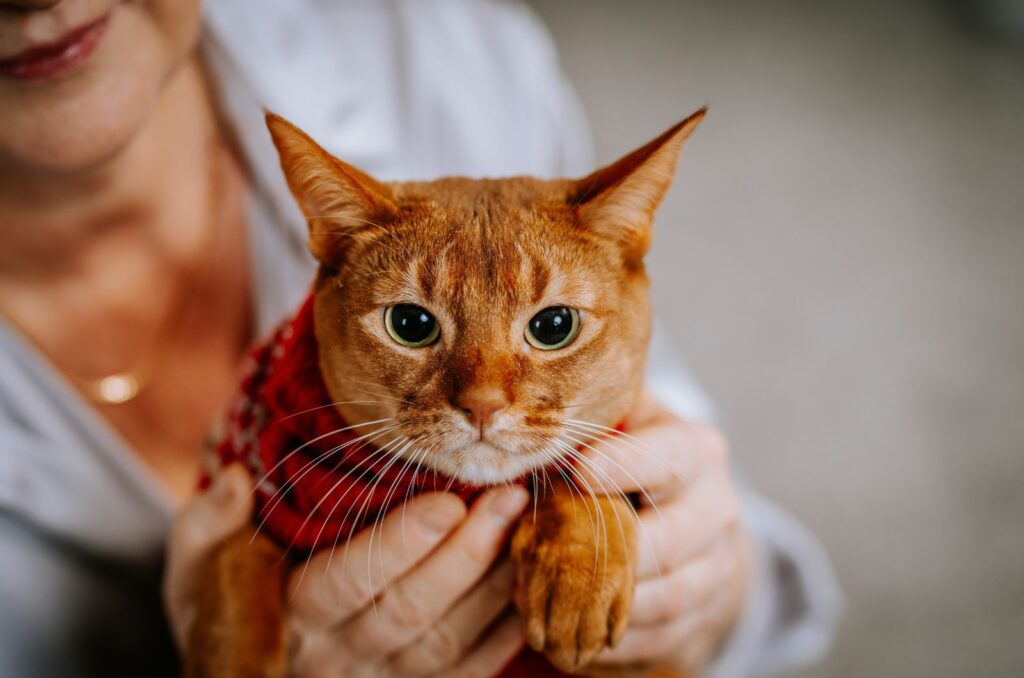 the girl is holding an orange cat in her hands