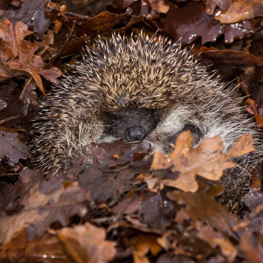 the hedgehog sleeps in the leaves