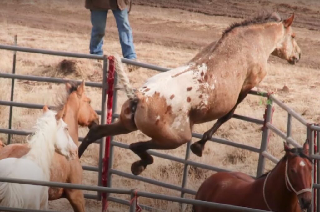 the horse jumps the fence