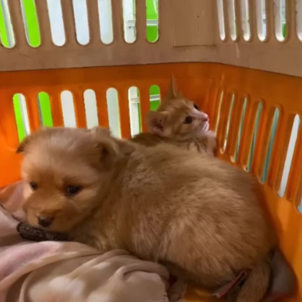 the kitten and the dog lie next to each other in the box