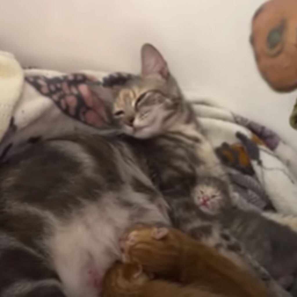 the kittens sleep next to the mother cat