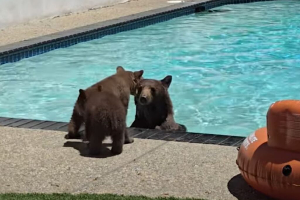 the little bear approaches the big bear in the pool