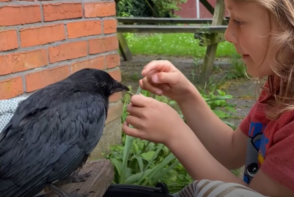 the little girl feeds the crow