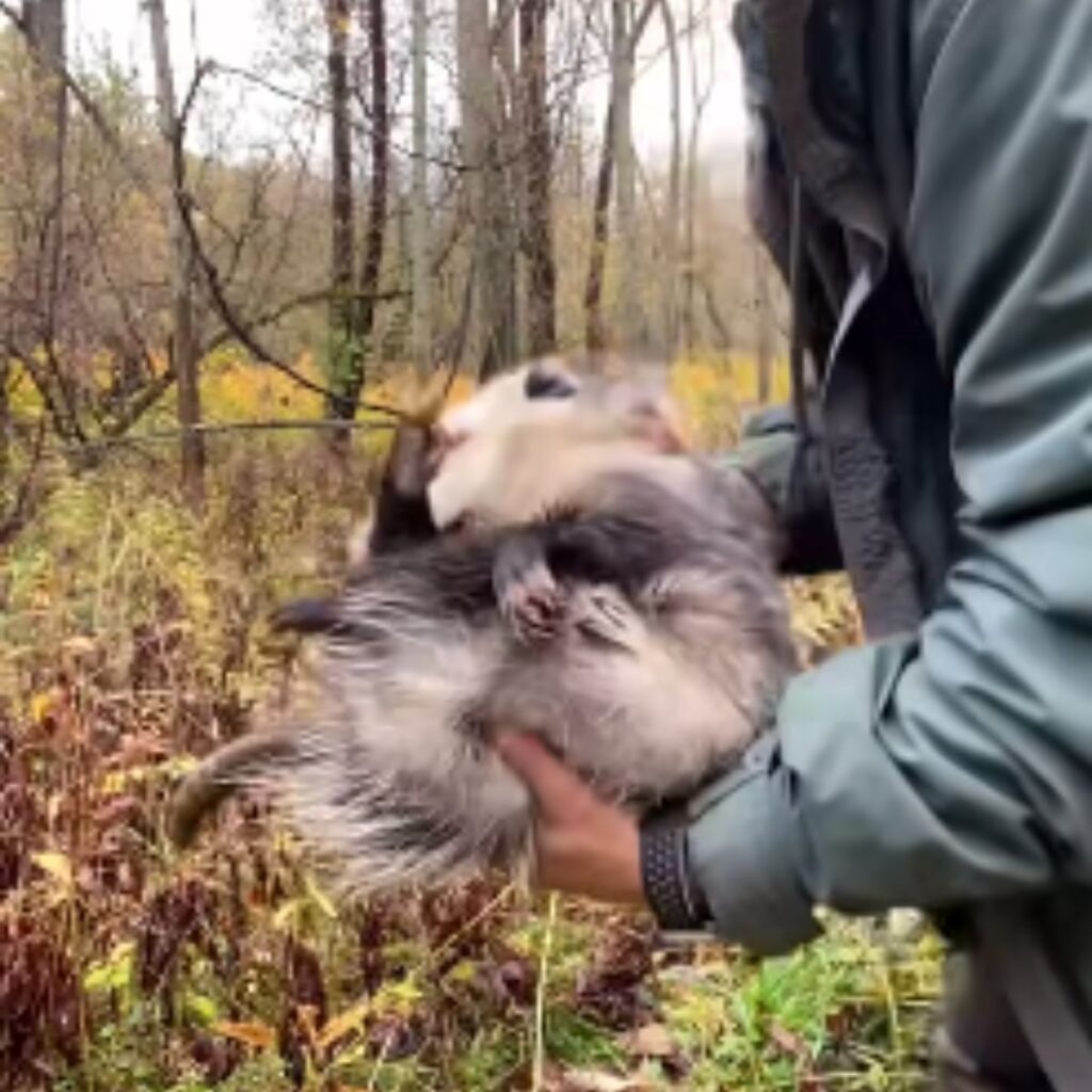 the man lowers the opossum to the ground