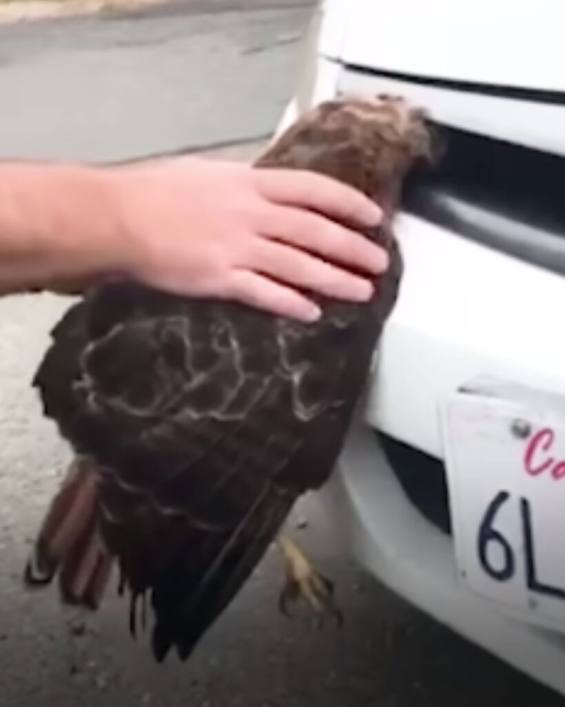 the man removes the falcon from the car