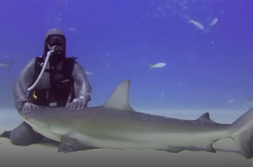 the shark is lying on the sand under water as the woman approaches him