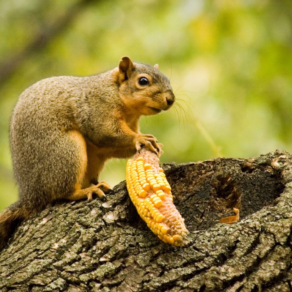 the squirrel is standing on a tree with corn