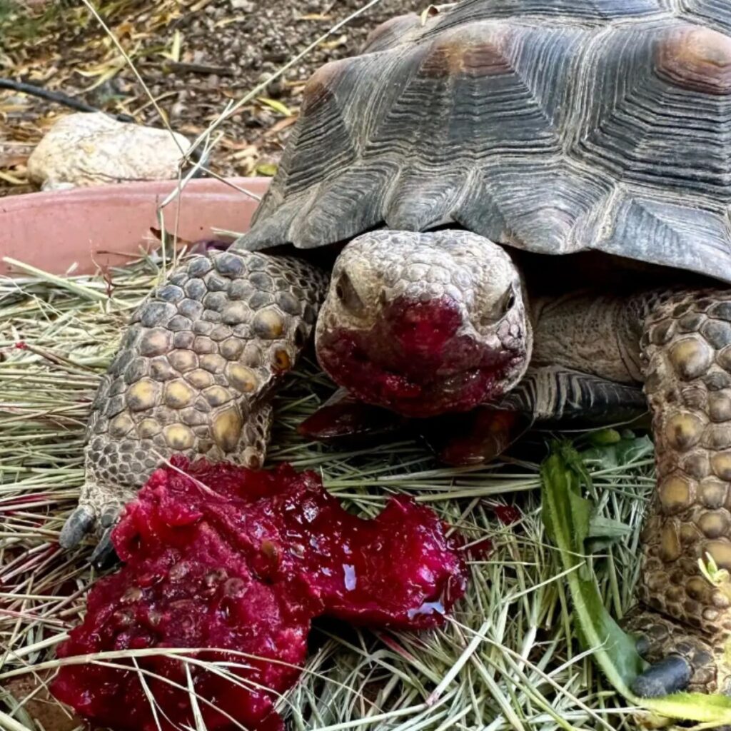 the turtle vomits blood